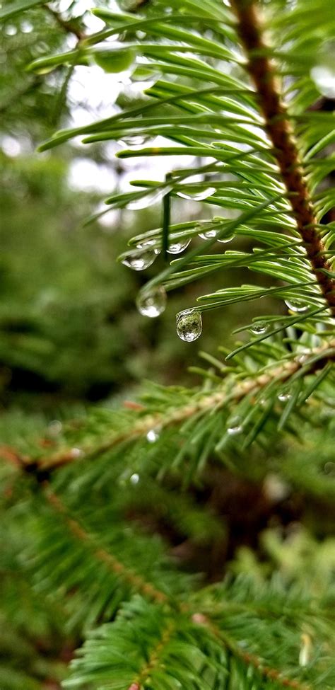 Pine Tree Needles Close Up Water - Free photo on Pixabay - Pixabay