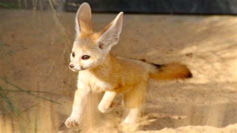 Smallest fox with the biggest ears is here to end your week on a cute note | Mashable