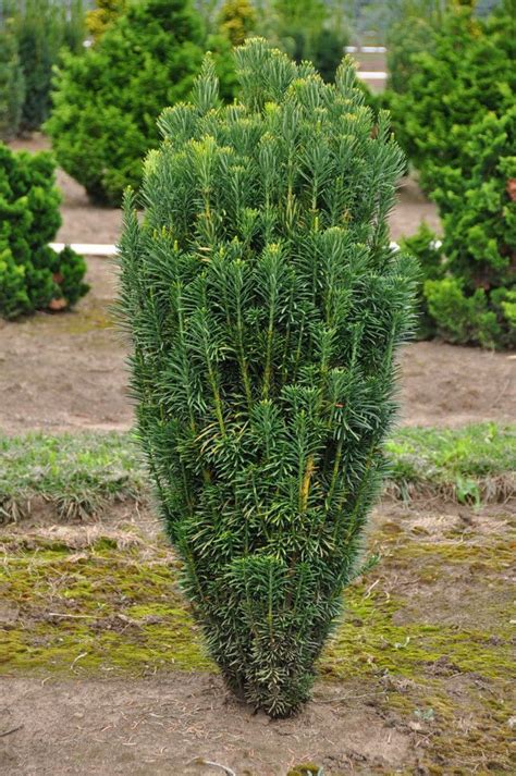 Columnar Japanese Plum Yew - thomsonslandscaping.com