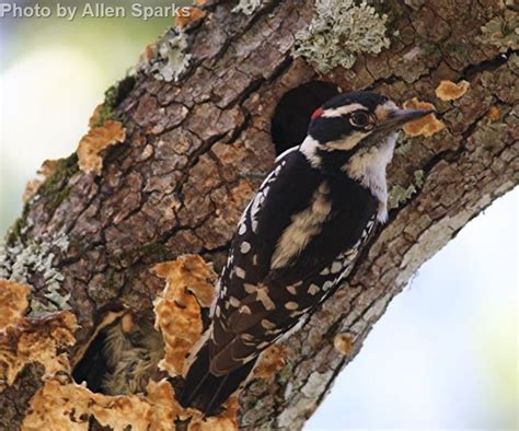 Downy Woodpecker - East Cascades Audubon Society