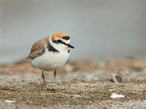 Kentish Plover Bird Facts (Charadrius alexandrinus) | Birdfact