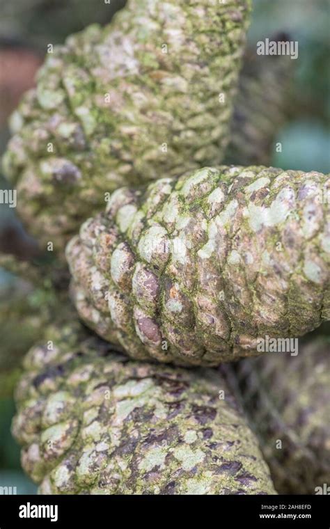 Tree seeds monterey pine hi-res stock photography and images - Alamy