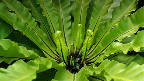 Bird's-nest Fern | San Diego Zoo Animals & Plants