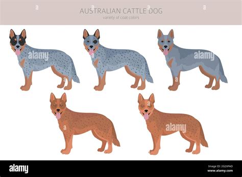 Australian shepherd blue heeler dog hi-res stock photography and images - Alamy