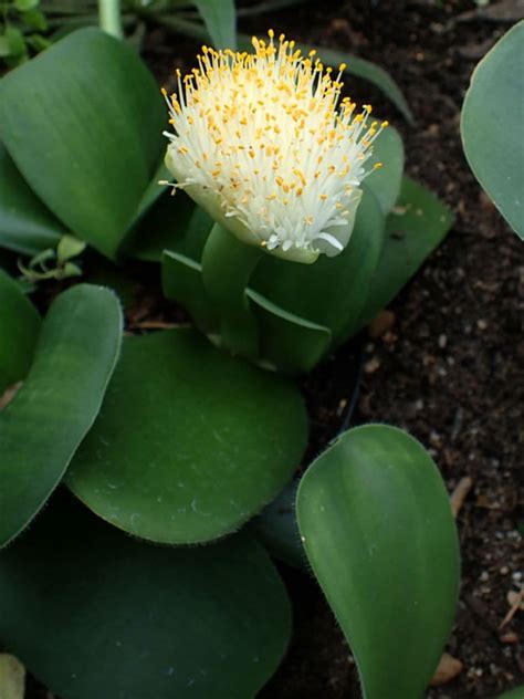 Haemanthus albiflos (Paint Brush) #haemanthus #succulentopedia # ...