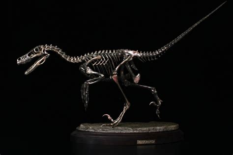 Velociraptor Skeleton