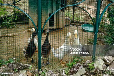 Pelari India Hitam Dan Putih Merunduk Di Kandang Foto Stok - Unduh Gambar Sekarang - Air, Alam ...