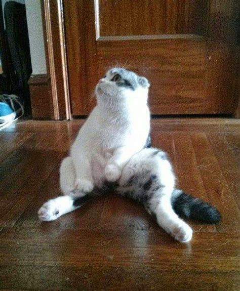 Awkwardly Sitting Style Cats Photos | Funny Collection World