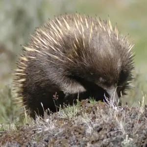 Short-Beaked Echidna - Facts, Diet, Habitat & Pictures on Animalia.bio