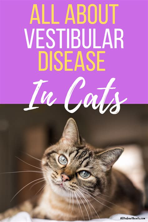 Vestibular Disease In Cats Treatment - Cat Meme Stock Pictures and Photos