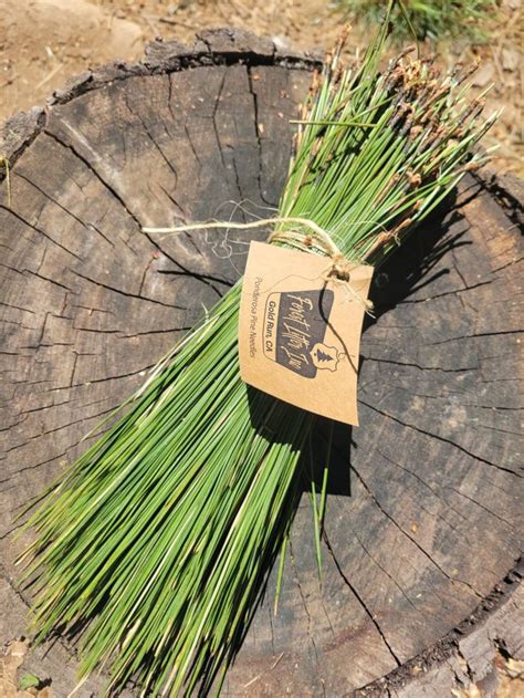 Ponderosa Pine Needles Pine Needles for Basket Making | Etsy