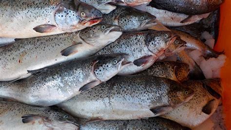 Thousands of Atlantic salmon escape into Pacific Northwest waters