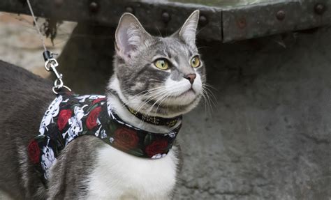 10 Best Cat Harness [Dec. 2020] - Cat Travel Guide