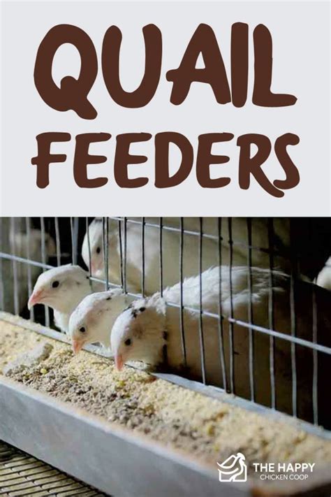 Quail Feeders: 4 Most Common - The Happy Chicken Coop