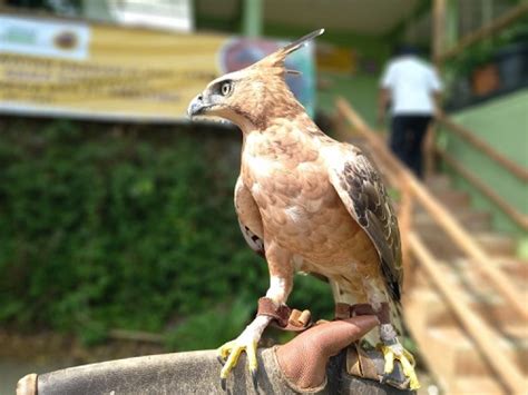 Sepasang Burung Elang Jawa Dilepasliarkan, Ini Jumlah Populasinya di Alam Liar - Inilahkoran.id