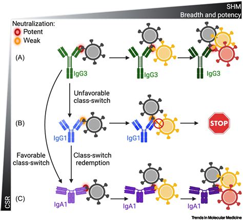 iki yüzlü büküm tablo antibody switching Kenya konuşkan pençe