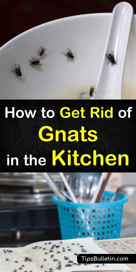 Learn the best ways to get rid of gnats in the kitchen with simple solutions using everyday ...