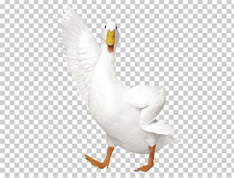 AFLAC Duck AFLAC Duck Insurance Policy PNG, Clipart, Advertising, Aflac ...