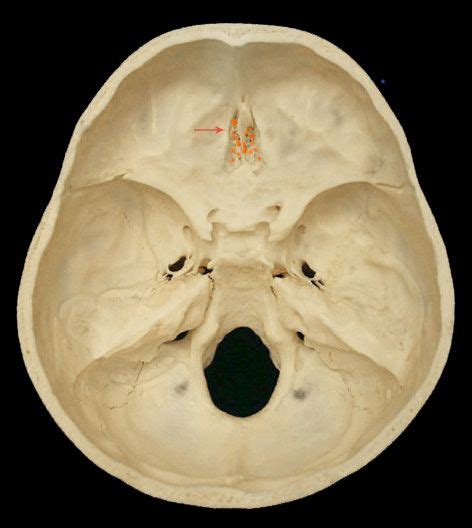 Cribriform Plate | Cranial nerves, Anatomy and physiology, Physiology