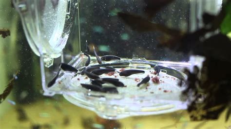 Black ghost knifefish breeding - YouTube