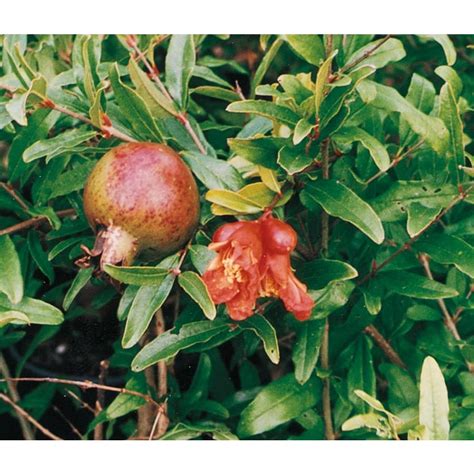 Shop 3.25-Gallon Pomegranate Tree (L7402) at Lowes.com