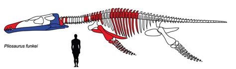 Size Comparison between #Pliosaurus funkei and 1,8 Meter Tall Person from @Norwegian Journal of ...