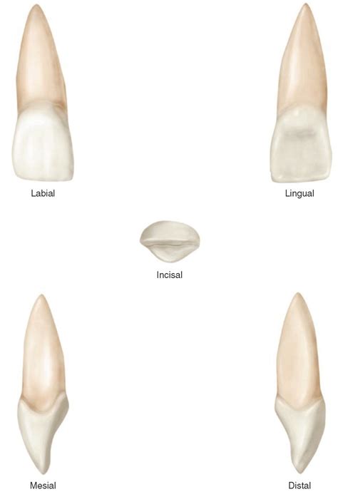 The Permanent Maxillary Incisors (Dental Anatomy, Physiology and Occlusion) Part 1