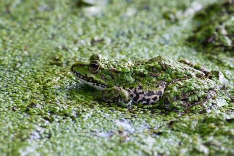 Edible Frog Rana Esculenta Duckweed Water Editorial Stock Photo - Stock Image | Shutterstock