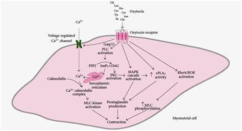 An Overview of Oxytocin: Chemical Structure, Receptors, Physiological ...