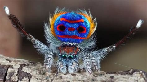 Peacock Spider