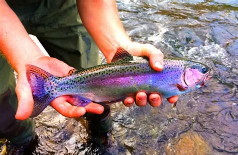 Rainbow Trout - Description, Habitat, Image, Diet, and Interesting Facts