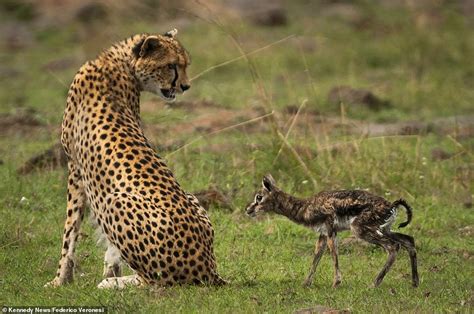 The kiss of deаtһ: ɩoѕt Newborn Gazelle Approaches Cheetah for Nourishment.