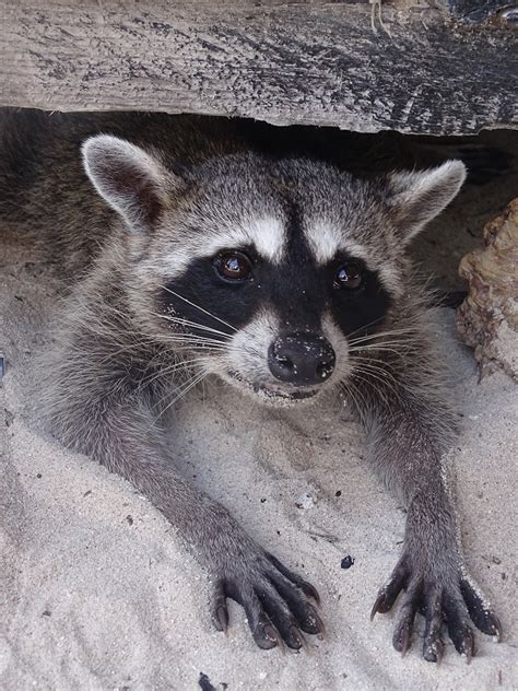 Cozumel raccoon (Procyon pygmaeus) - ZooChat