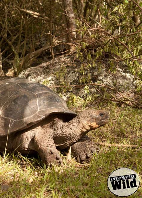 13 Awesome Galapagos Tortoise Facts (That You Need to Know) | Everywhere Wild