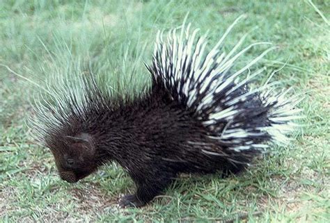 Porcupine - Botswana Wildlife Guide