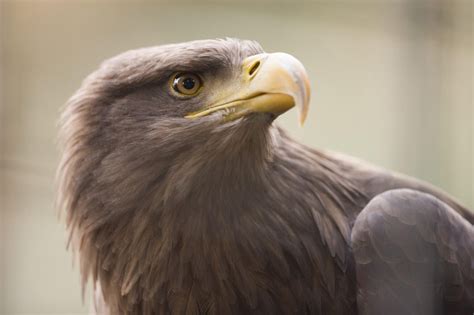 GOLDEN EAGLE FESTIVAL PHOTOGRAPHY TOUR (2024) - Discover Altai