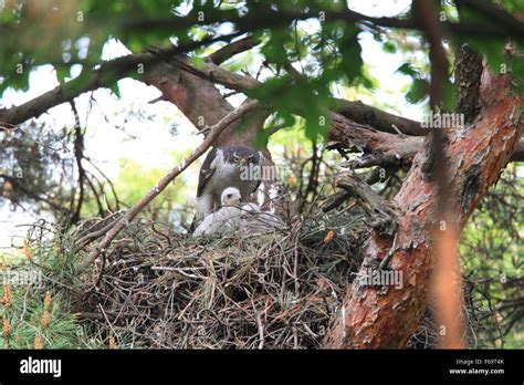 Northern Goshawk (Accipiter gentilis) nesting in Japan Stock Photo - Alamy