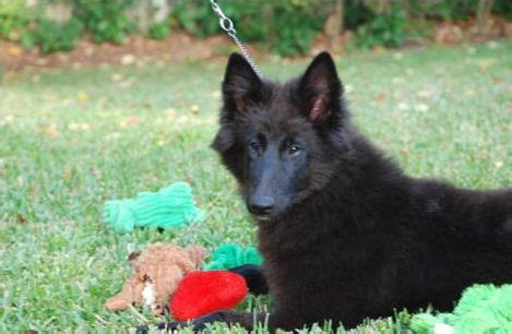 Belgian Sheepdog Breeders | Belgian Sheepdog Club of America