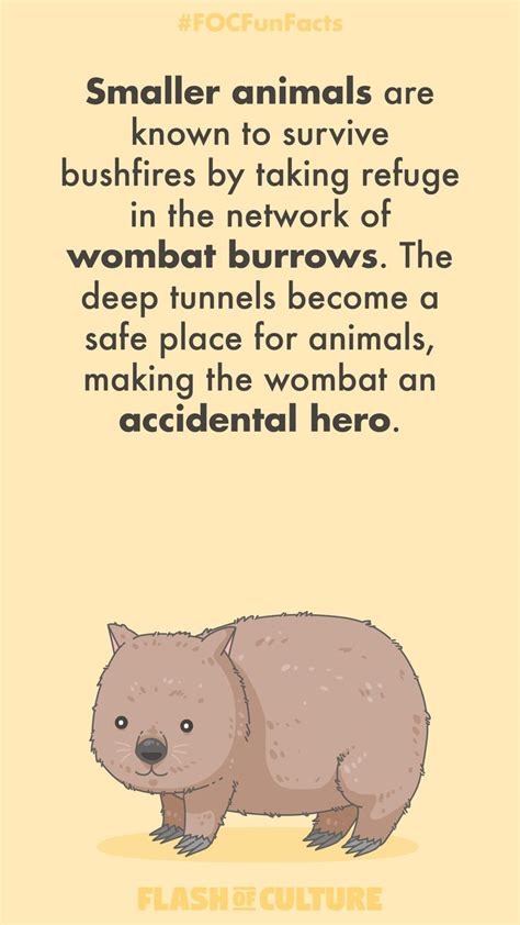 Another reason to love our square pooping friend the wombat... Smaller animals are known to ...