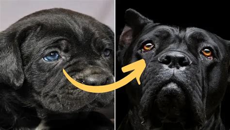 Dazzling Cane Corso Eye Color: Unveiling The Beauty!