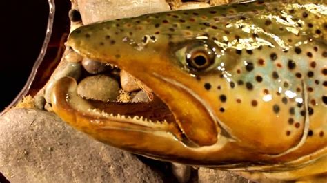 Brown Trout replica fish mount by Marine Creations Taxidermy - YouTube