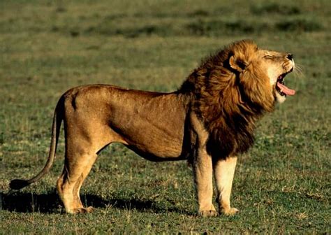 10 Fastest Animals in the World | News | Zee News