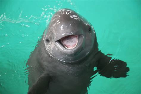 Finless Porpoise - Katie's Marine Bio Page