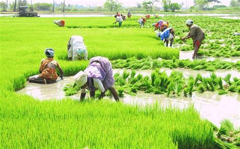 Sowing of Kharif crops touches new record - The Sunday Guardian Live