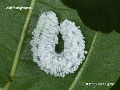 Identification of Sawfly caterpillars on garden plants, shrubs, trees ...