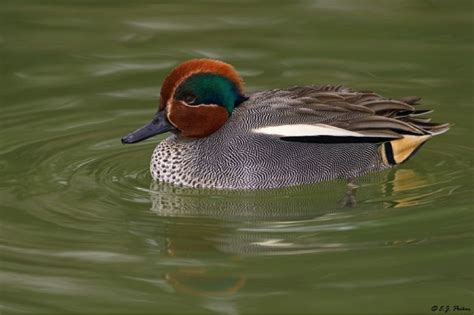 The Teal Bird: A Birdwatcher's Guide | John Cammidge