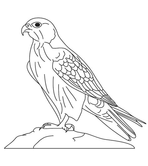 Peregrine Falcon Coloring Pages - Coloring Home