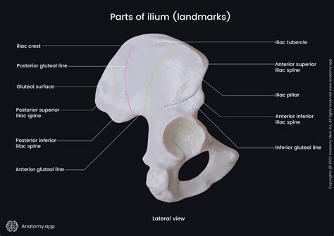 Ilium | Encyclopedia | Anatomy.app | Learn anatomy | 3D models ...