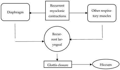 Anatomy and pathology of the hiccups reflex arc. | Download Scientific Diagram