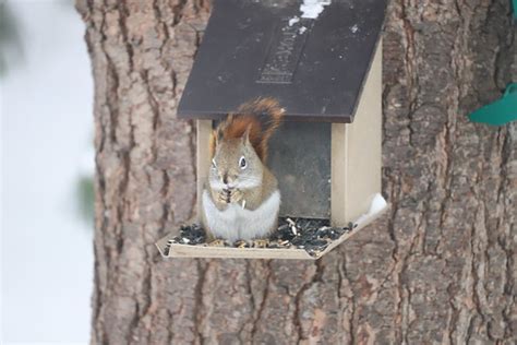 Backyard Red & Fox Squirrels (Ypsilanti, Michigan) - Febru… | Flickr